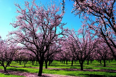 Spring Nature Wallpapers HD