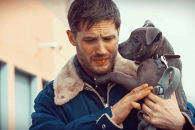 Tom Hardy HD Wallpapers