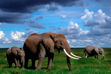 10+ Best HD Elephant Wallpapers