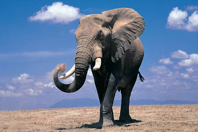 Elephant Wallpapers   Android Apps On Google Play