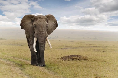 Elephant Wallpapers Of Cute Elephant Top 20 HD Wallpapers