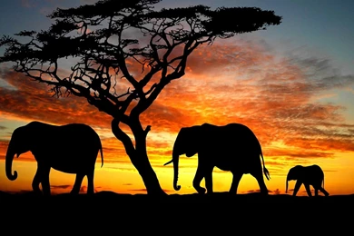 Backgroud HD Elephant Wallpapers Free Download