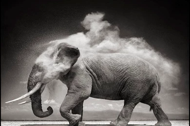 New Elephant Black And White Wallpapers HD