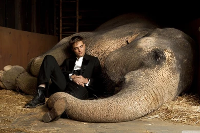Water For Elephants HD Desktop Wallpapers : High Definition ...