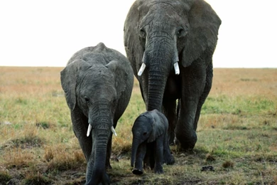 Elephant In Group Hd Wallpapers.jpg   Free Hd Wallpapers