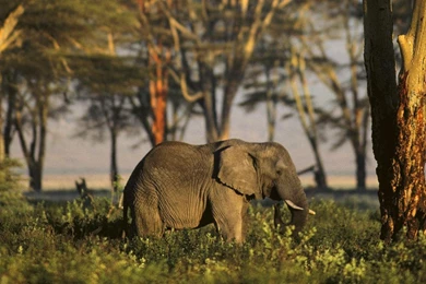 Elephant Wild Nature Animals HD Wallpapers Wallpapers   (