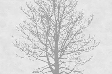 Outdoor Wallpapers TREE By Wall&decò Design BPM Studio