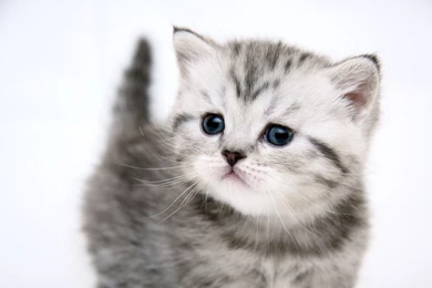 1920x1200 Small Cute Kitty Desktop PC And Mac Wallpapers