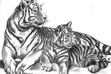 Images Of Pencil Sketches Of Foxes