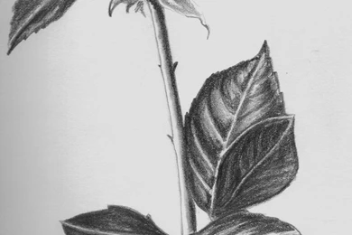 Drawing Beautiful Roses