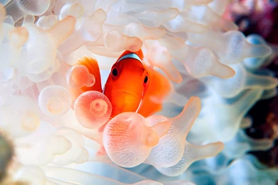 Face Of Fish Wallpapers