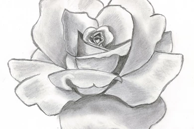 Gray Rose Drew In Pencil   Art Wallpapers