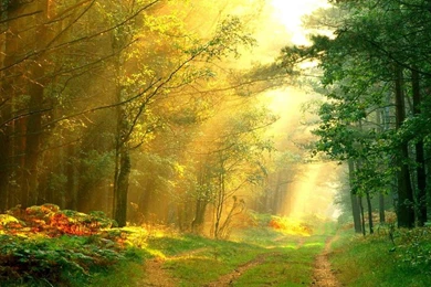 Sun Rays Wallpapers   (