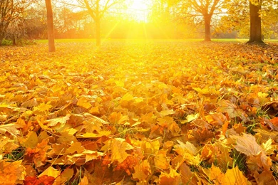 Sunrays Over Falling Leaves Wallpapers