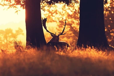 Download Wallpapers 2560x1024 Forest, Grass, Trees, Deer, Sun Ray ...