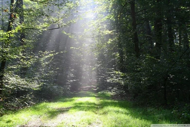 Forest Sun Rays HD Desktop Wallpapers : Widescreen : High ...