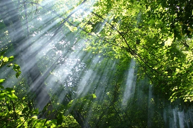 Sun Rays Through The Woods 23597   Wallpapers Landscape Scenery ...