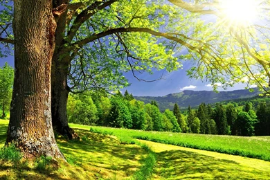 Golden Sun Rays >> HD Wallpaper, Get It Now!