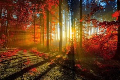 Sun Rays Trough Autumn Forest