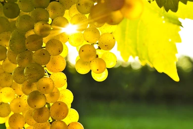 Grapes Yellow Sun Rays Landscapes