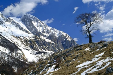 Lonely Tree On The Mountain Wallpapers And Images   Wallpapers ...