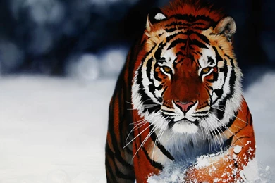 Animal Wallpapers Hd