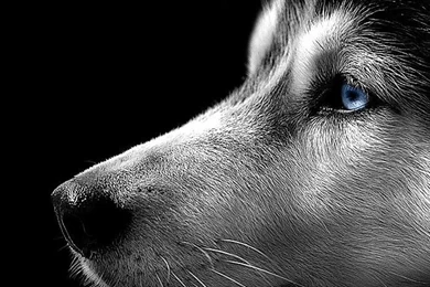 Animal: Wallpapers Animals