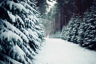 Winter Snow Computer Wallpapers, Desktop Backgrounds