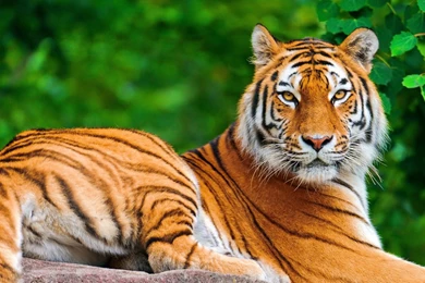 Wild Animals Wallpapers HD