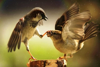 Animal: Animal Wallpapers Animals Wallpapers PC