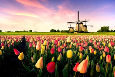 New Factory Photos View