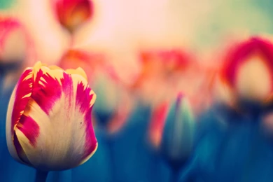 Tulips From Holland Mac Wallpapers Dutch Flowers1198