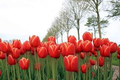 Dutch Polder : Desktop And Mobile Wallpapers : Wallippo