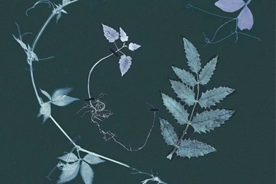 Dutch Garden Wallpapers In Teal, From Little Owl Design ...