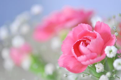 Beautiful flowers pictures for desktop (4)