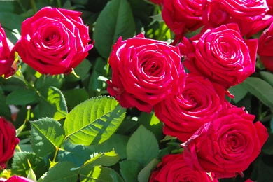 Rose Leaves Beautiful Flowers Wallpapers HD In 4K Resolution