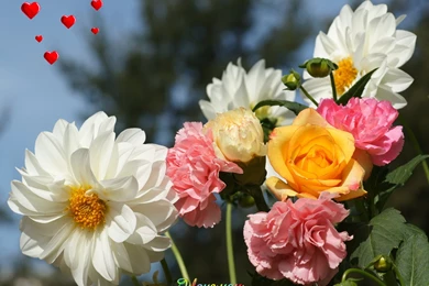 Flowers & Planets: Beautiful Flowers Wallpapers For Desktop