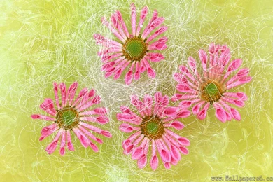 Beautiful Flowers － Flower Wallpapers   Free Download Wallpapers ...