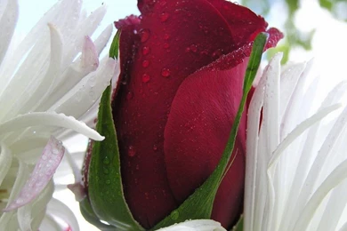 Beautiful Rose HD Flower Wallpapers