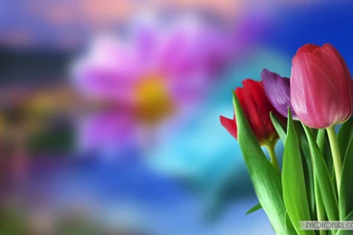 Beautiful Flower Wallpapers For Desktop Animated