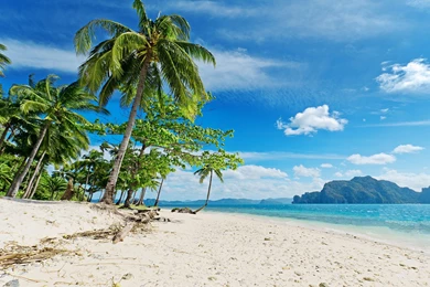 Download Wallpapers Tropical Beach And Palms