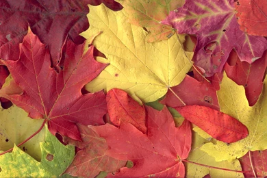 Autumn, Colours, Wallpapers (