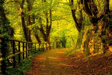 Clear Green Forrest Detailed Wallpapers Wallpapers At GetHDPic.com