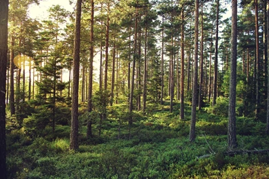 HD Forrest Wallpapers