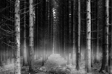 Mist In The Forrest Wallpapers From Dark Wallpapers