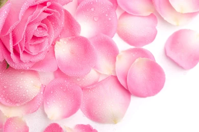 Rose Wallpapers HD, Rose Images, Rose Flower Pictures And Backgrounds