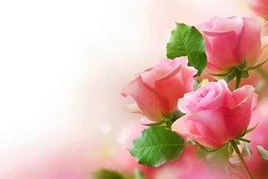 Three Pink Roses Backgrounds Image