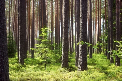 Wallpapers Green Forrest Forest 1920x1080