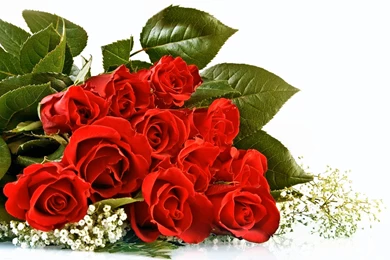 29+ Roses Backgrounds, Wallpapers, Images, Pictures