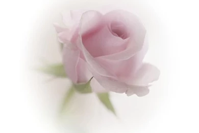 Tubes Fleurs ❤ Liked On Polyvore Featuring Flowers, Tubes ...